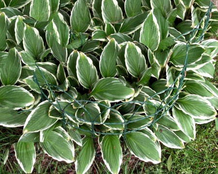 Bohyška " Zagers White "